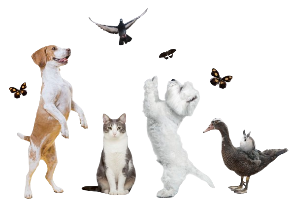cute-animals-group-white-background-scaled-removebg-preview